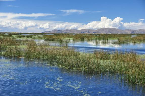 O junco cresce no lago Titicaca, perto de Puno, no Peru
